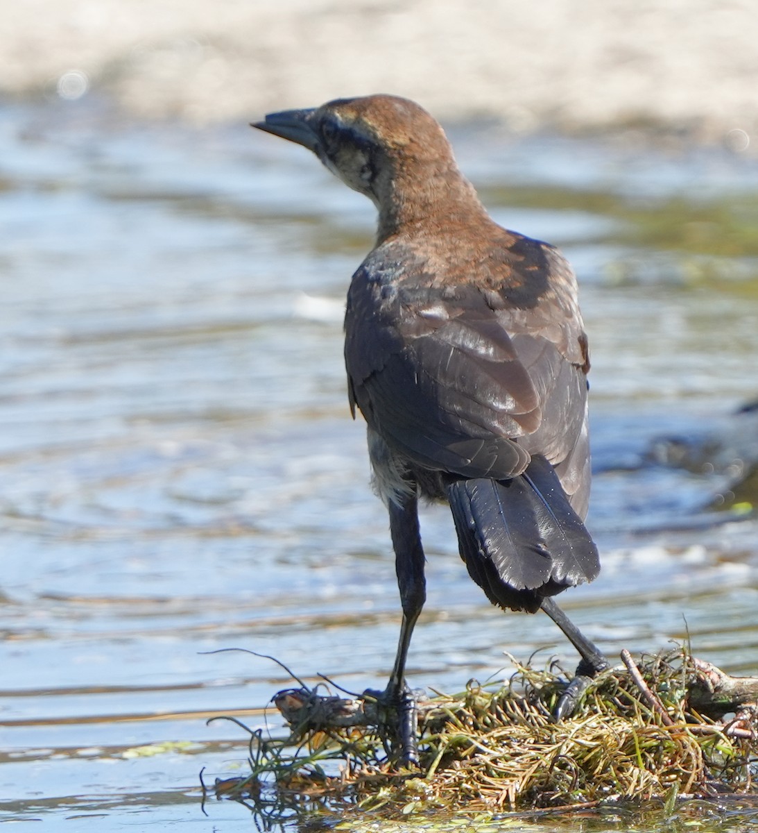 Boat-tailed Grackle - ML598869331