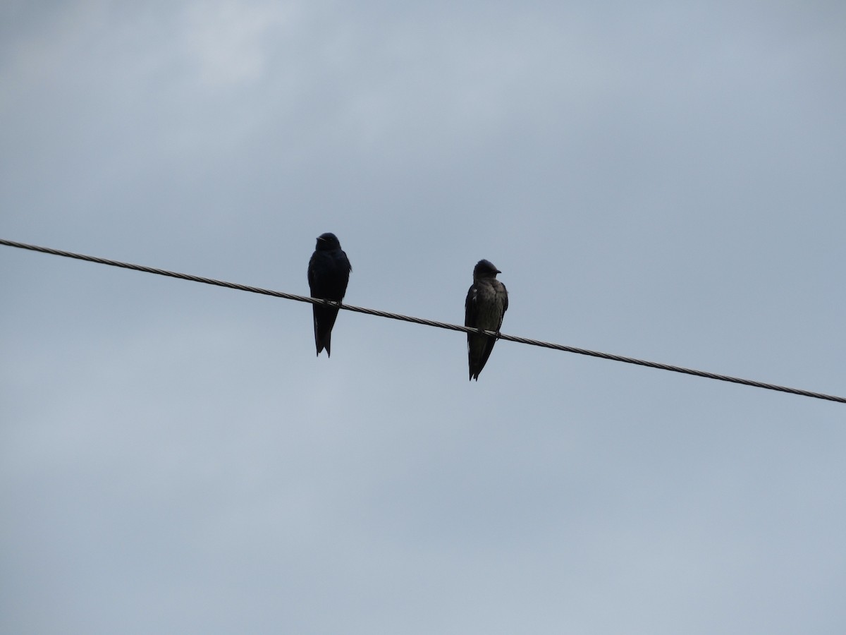 Purple Martin - Garrett Rhyne