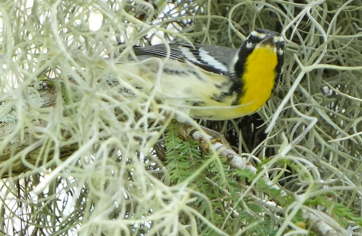 Yellow-throated Warbler - ML598870421