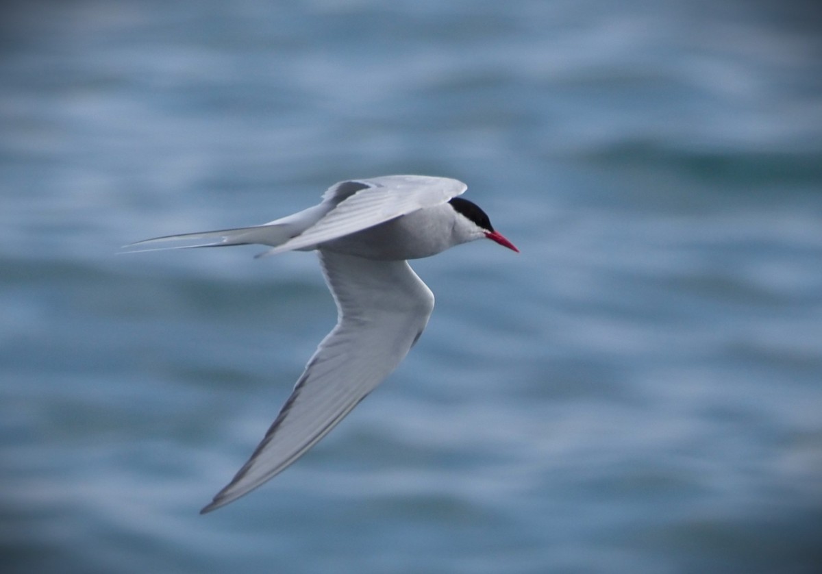 Arctic Tern - Dick Cartwright