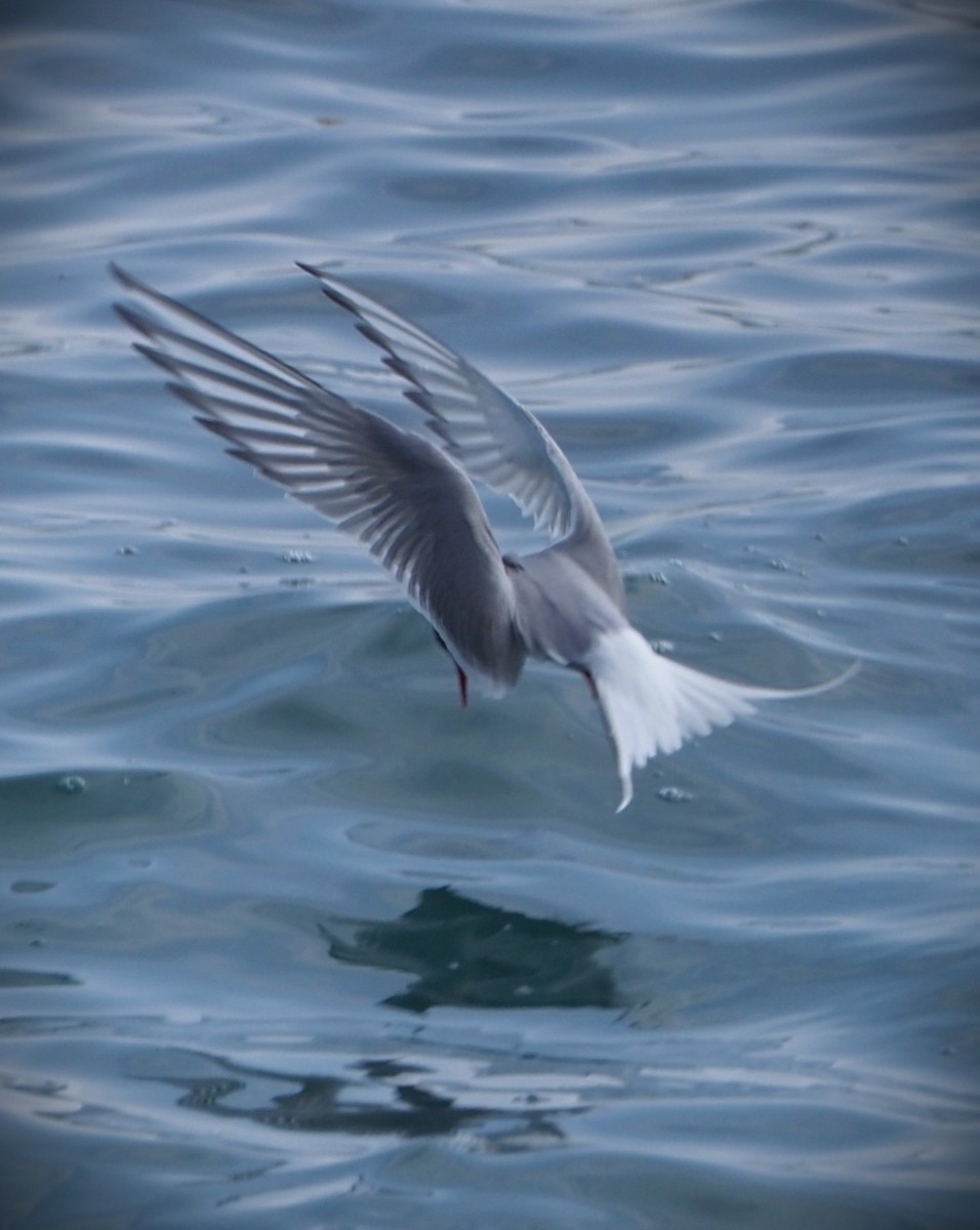 Arctic Tern - ML598871501