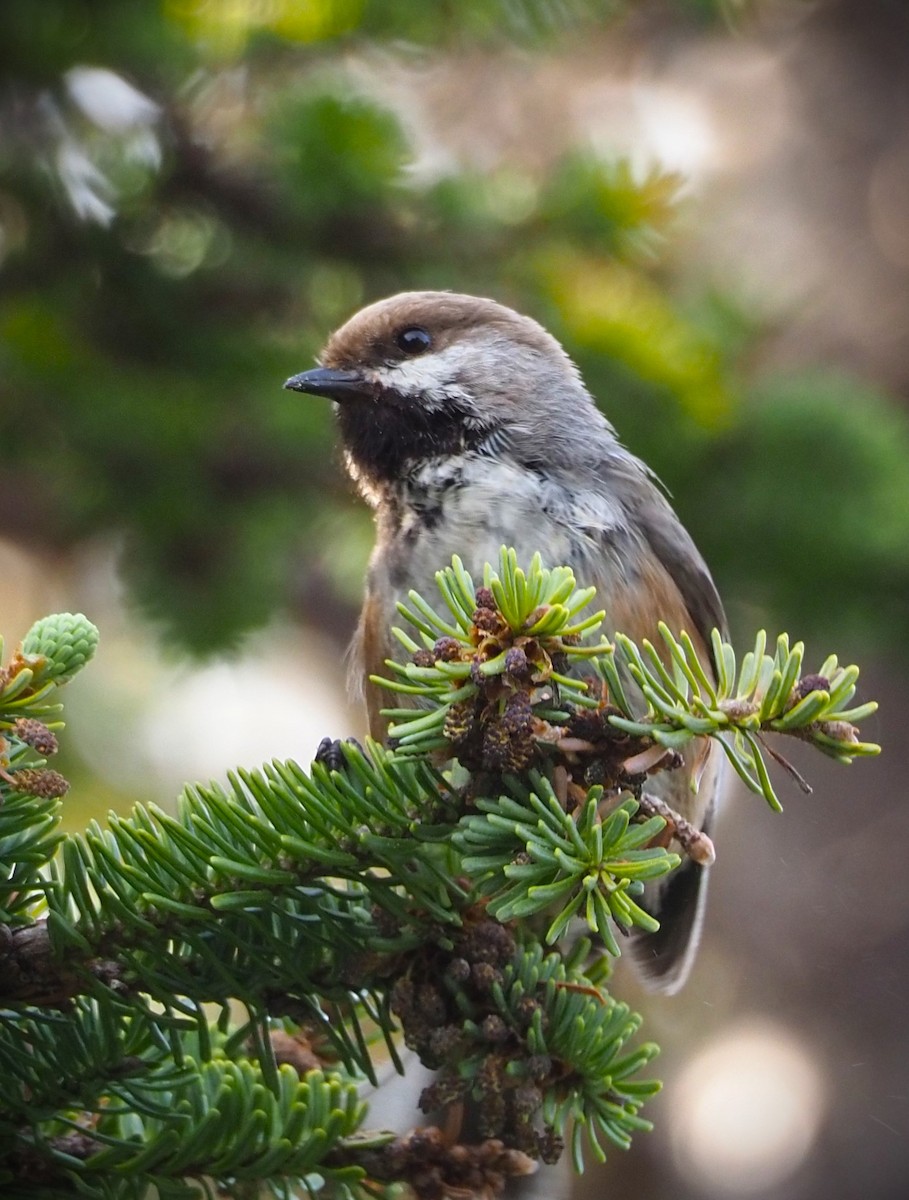 Boreal Chickadee - ML598871621