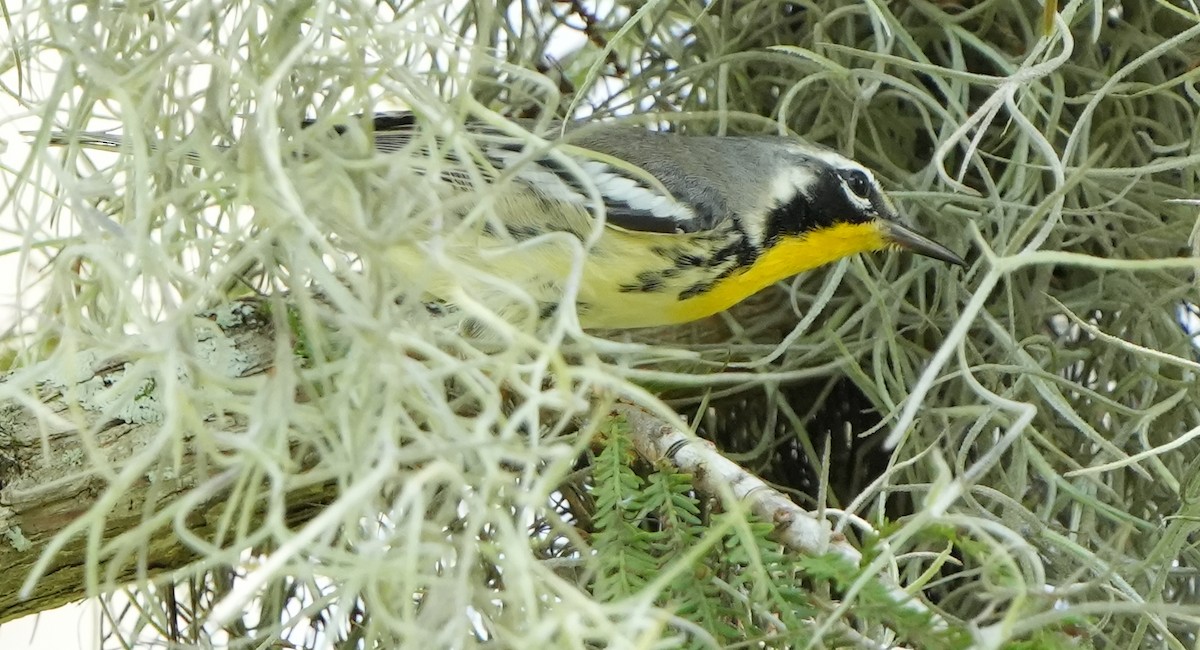Yellow-throated Warbler - ML598871961