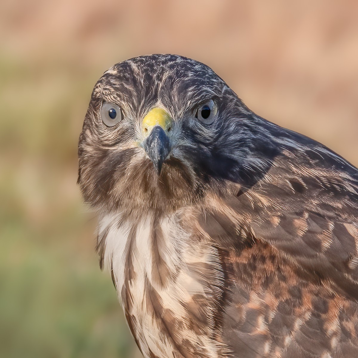 Rotschulterbussard - ML598872131