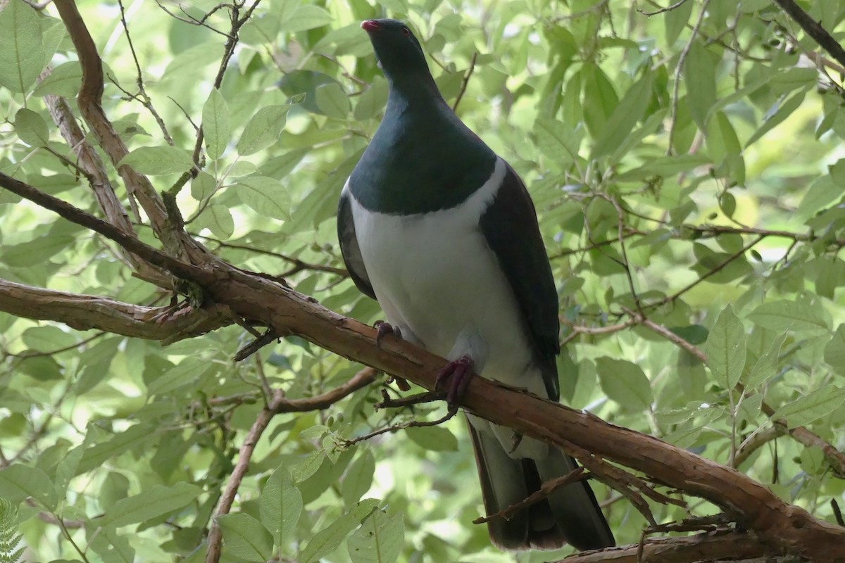 New Zealand Pigeon - George Wallace