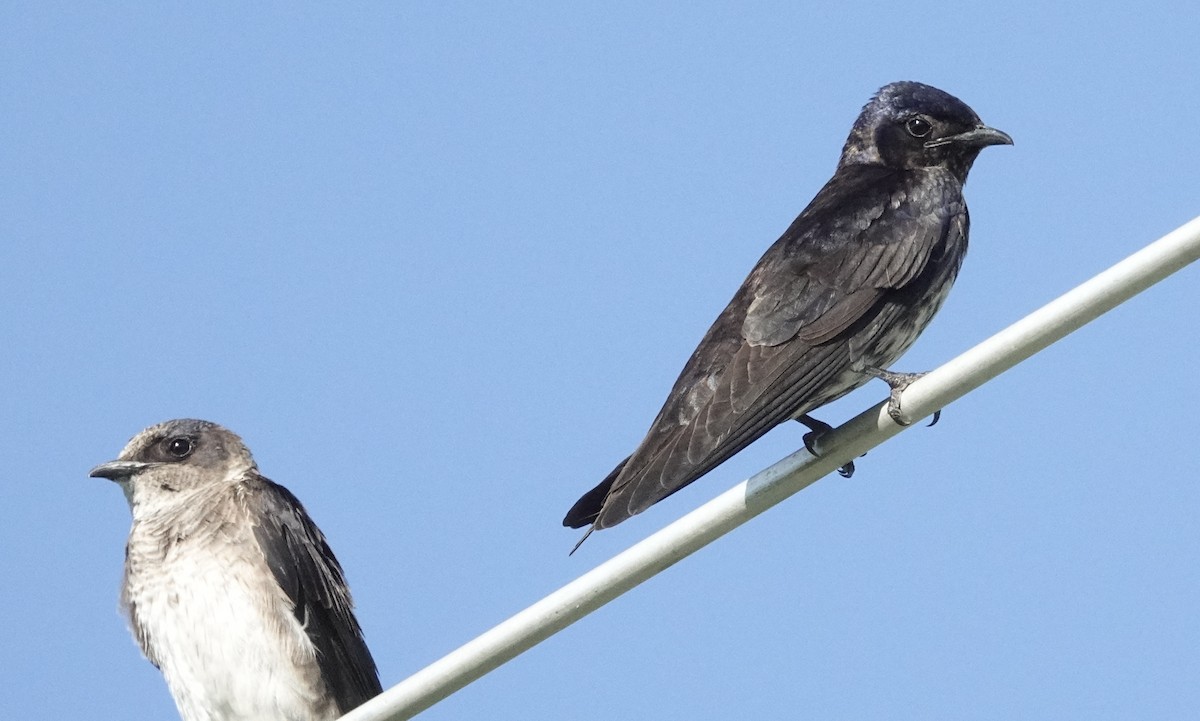 Purple Martin - ML598872781