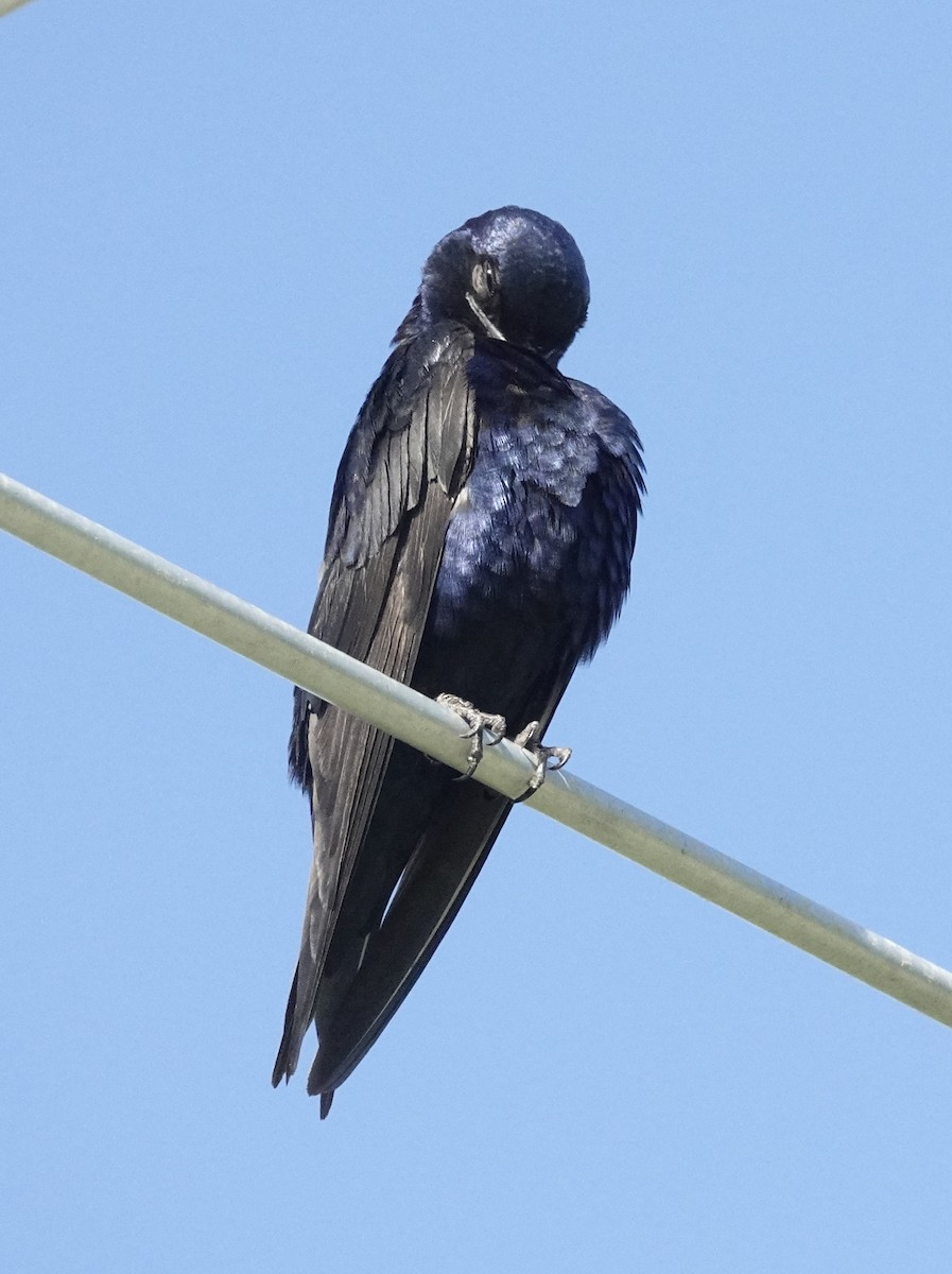 Purple Martin - ML598872801