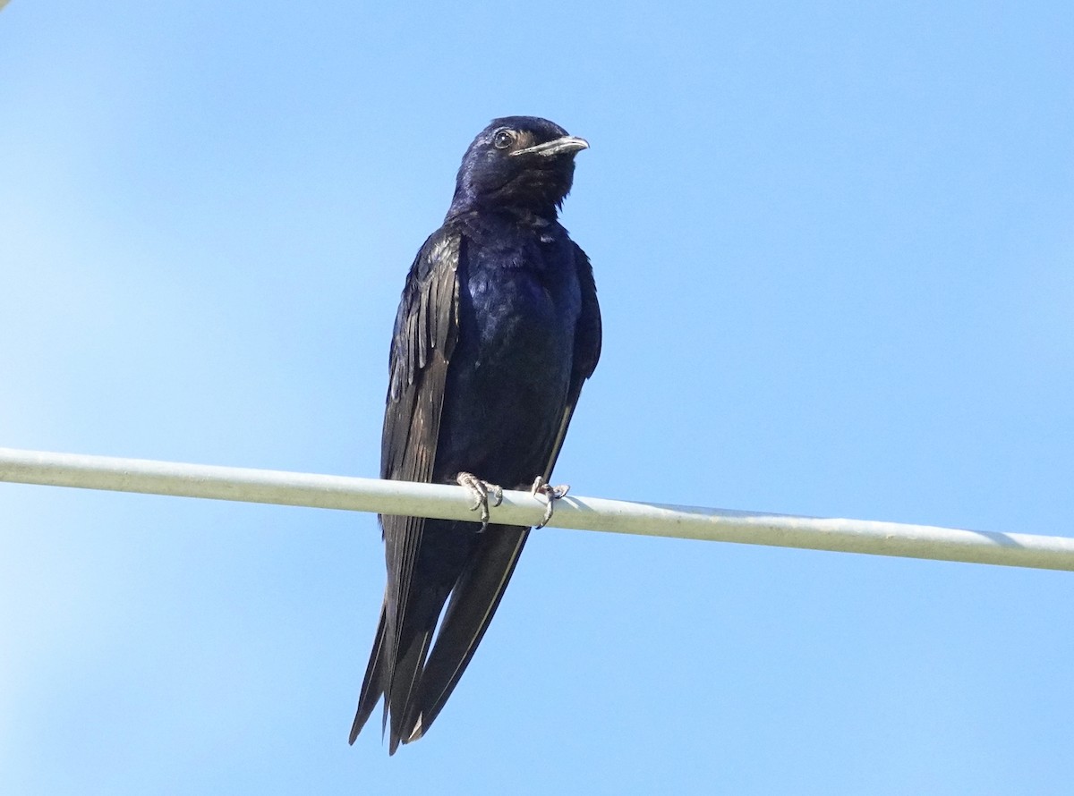 Purple Martin - ML598872811