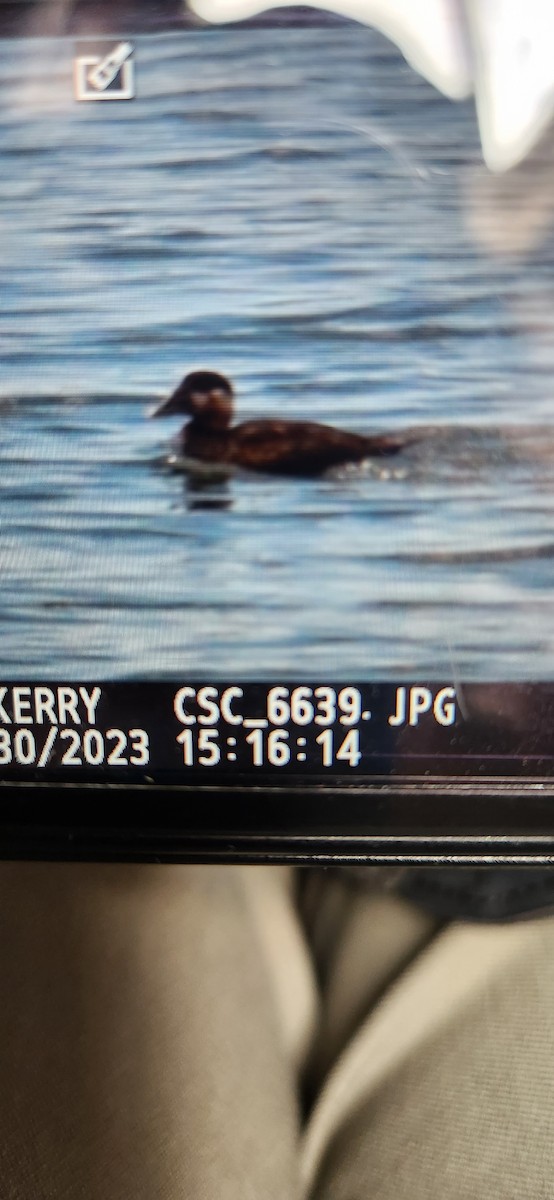 Surf Scoter - ML598872851