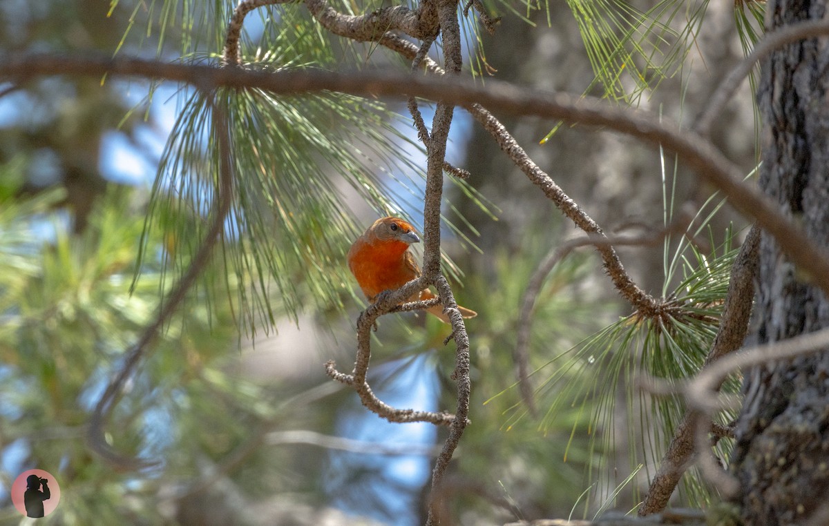 Hepatic Tanager (Northern) - ML598873651