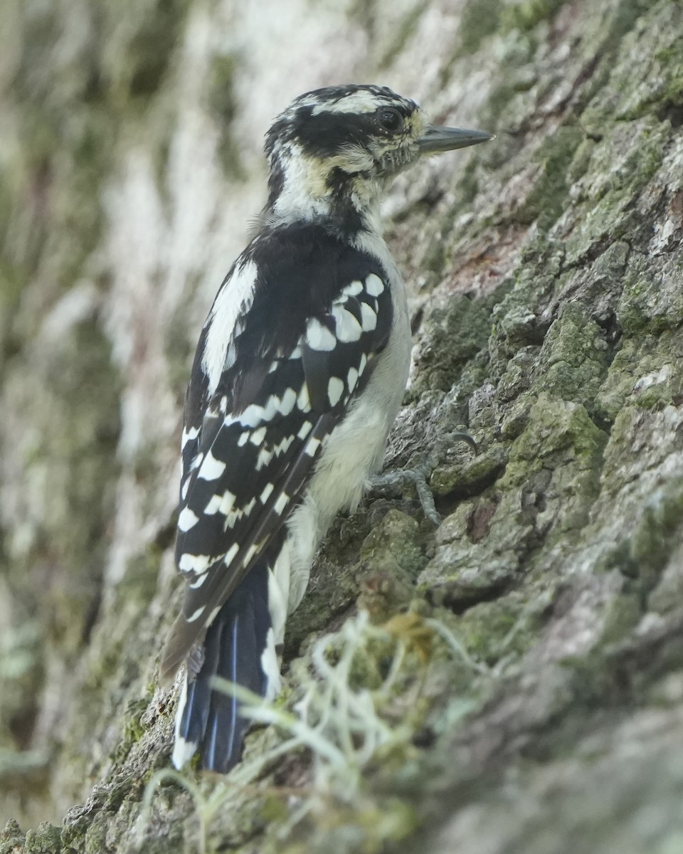 Downy Woodpecker - ML598873661
