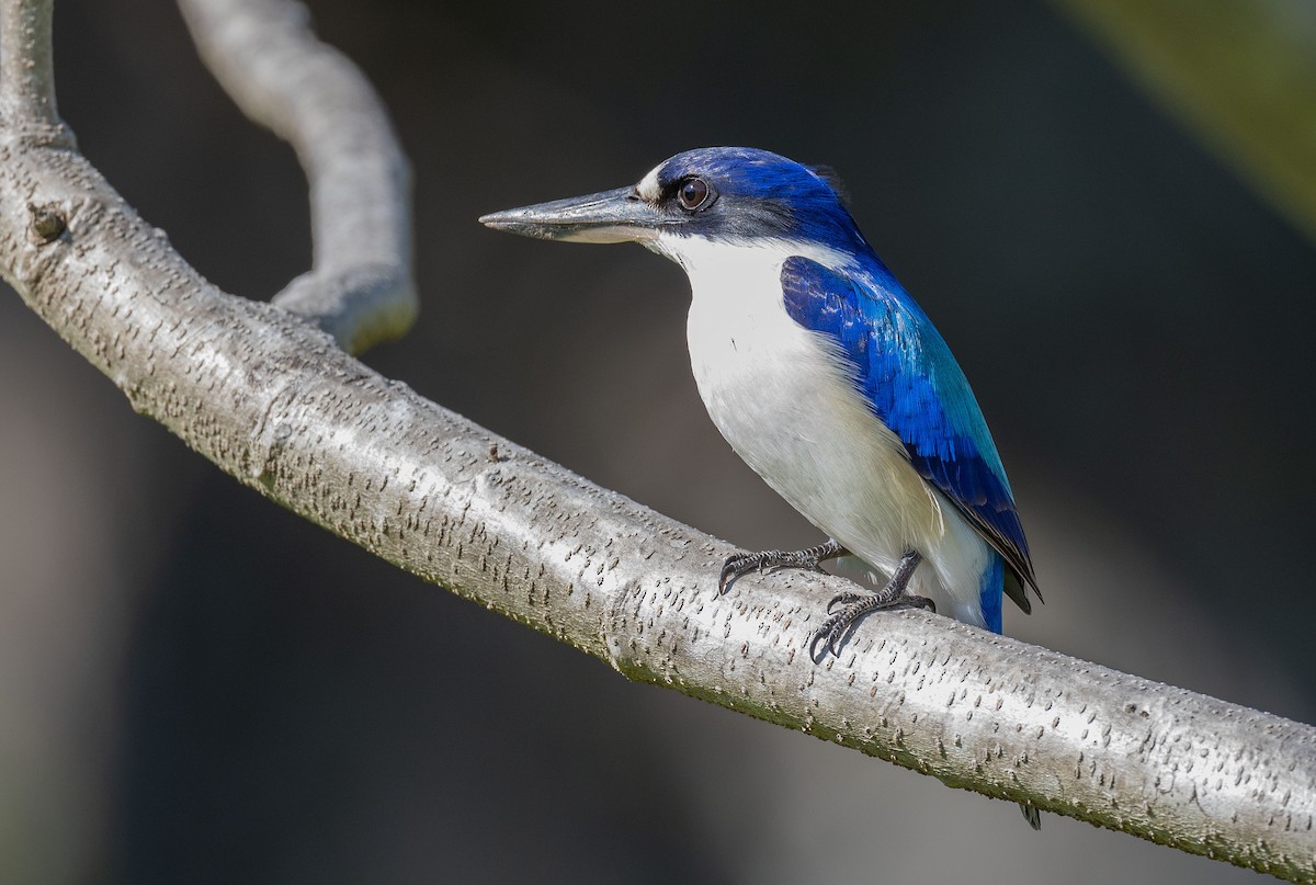Forest Kingfisher - Philip Griffin
