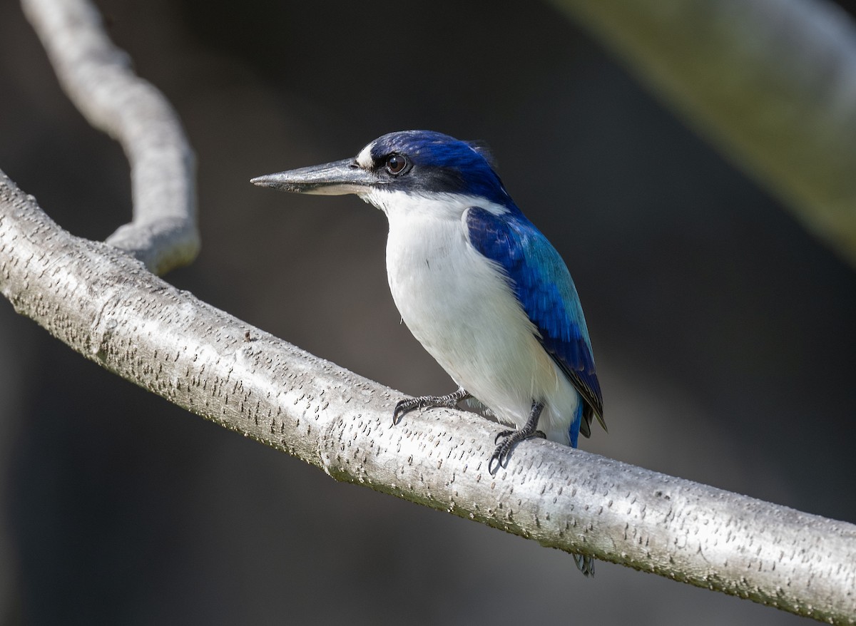 Forest Kingfisher - ML598873721
