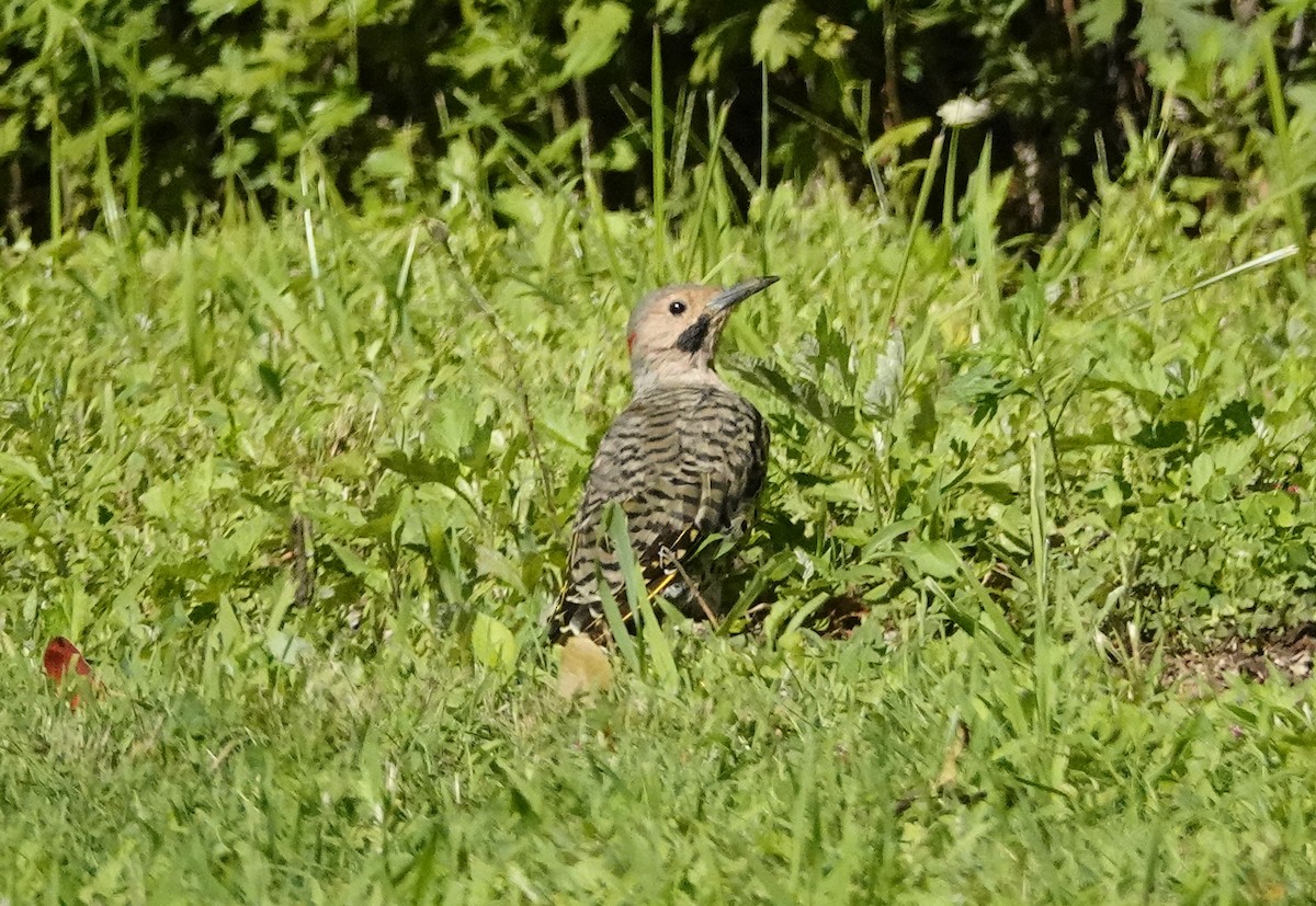 Northern Flicker (Yellow-shafted) - ML598874961