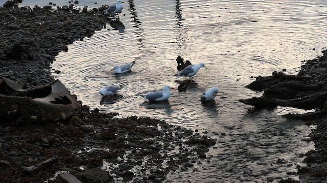 Glaucous-winged Gull - ML598875011