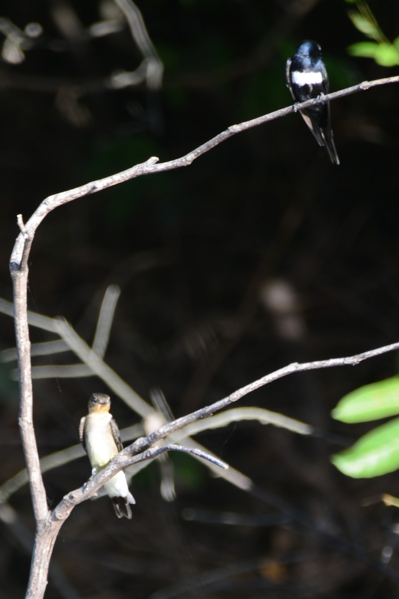 White-banded Swallow - ML598875091