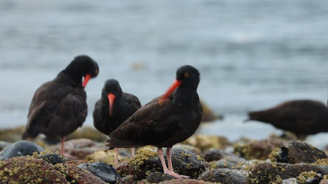 Black Oystercatcher - ML598875291