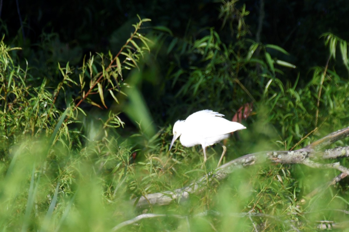 Aigrette bleue - ML598875311