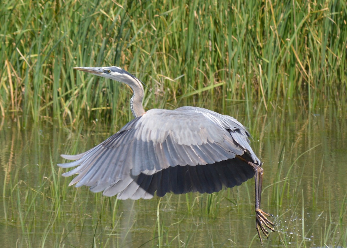 Great Blue Heron - Dave Klema