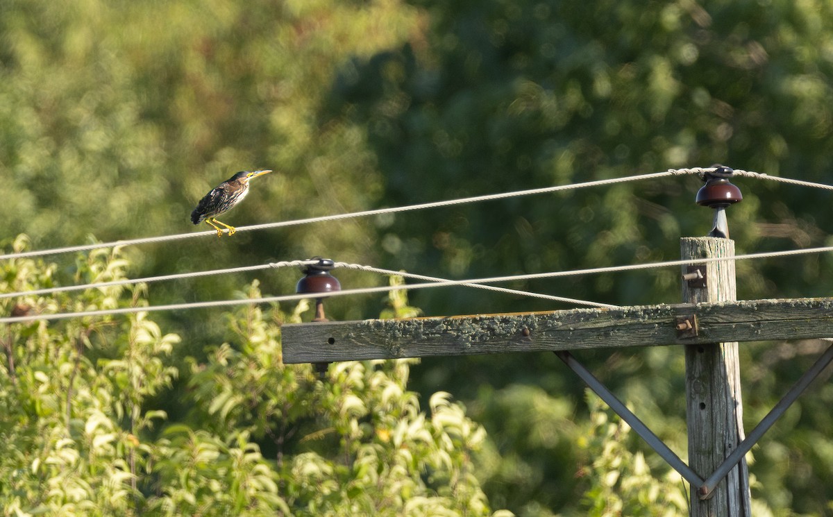 Green Heron - ML598876361