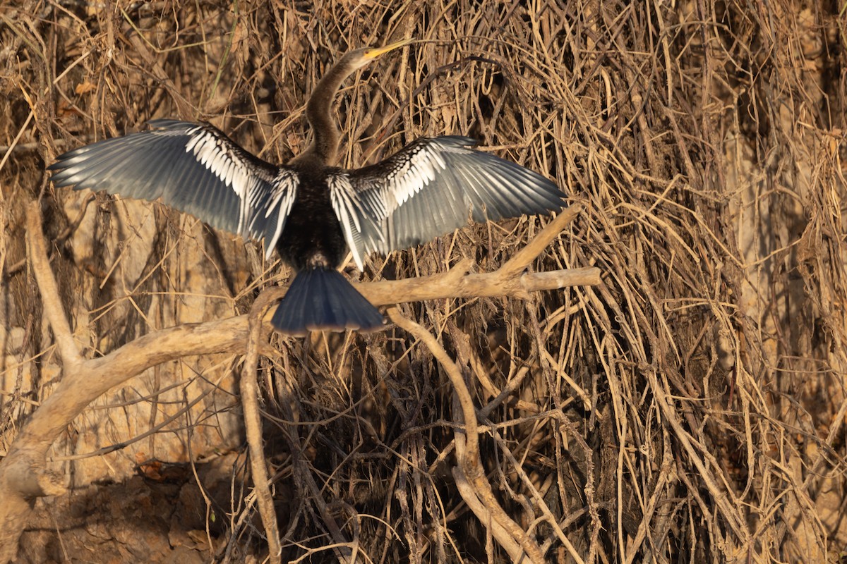 Anhinga Americana - ML598876451