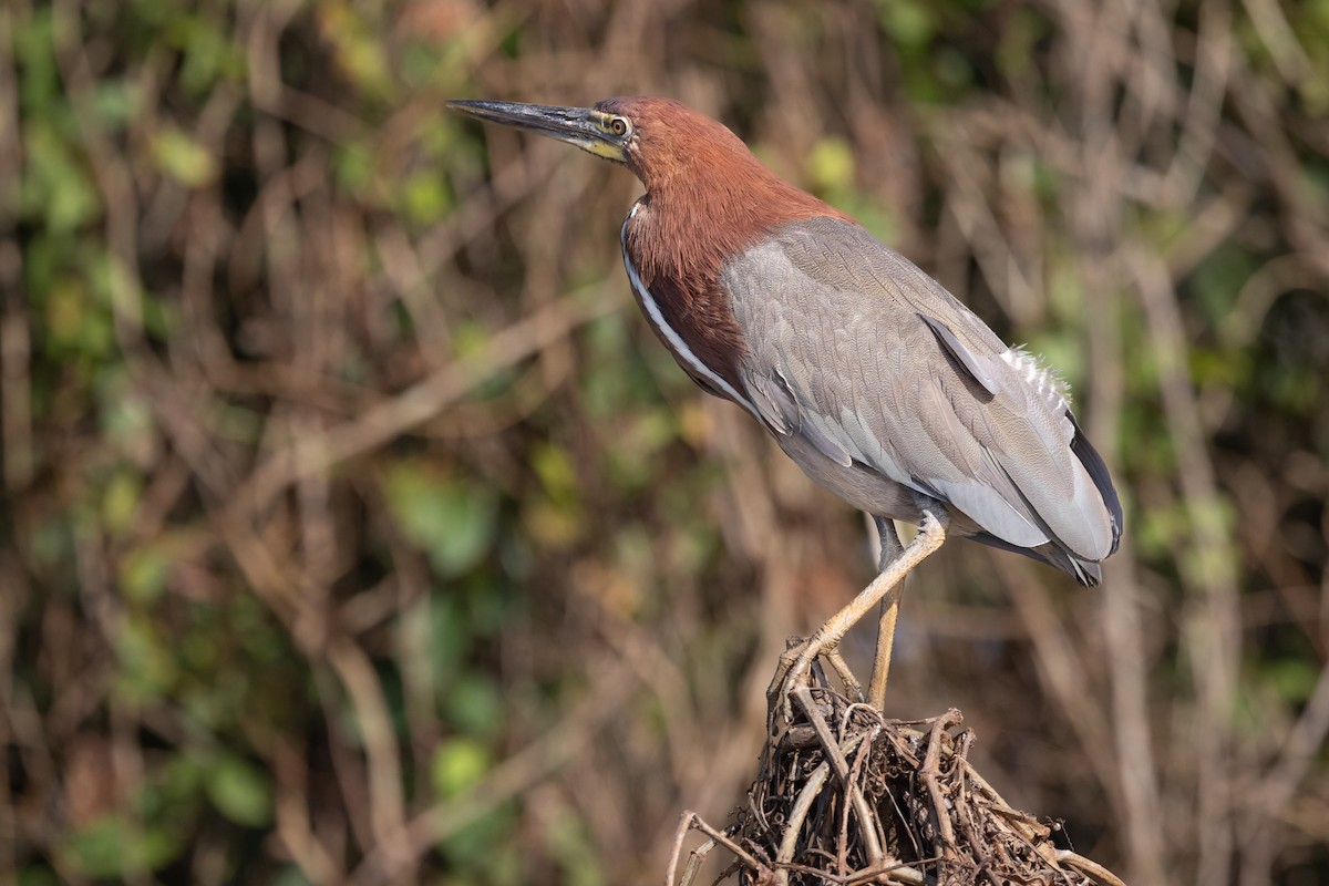 Rufescent Tiger-Heron - ML598876521