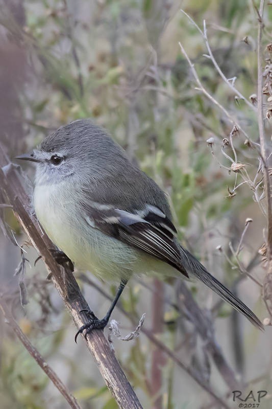 White-crested Tyrannulet (Sulphur-bellied) - ML59887701