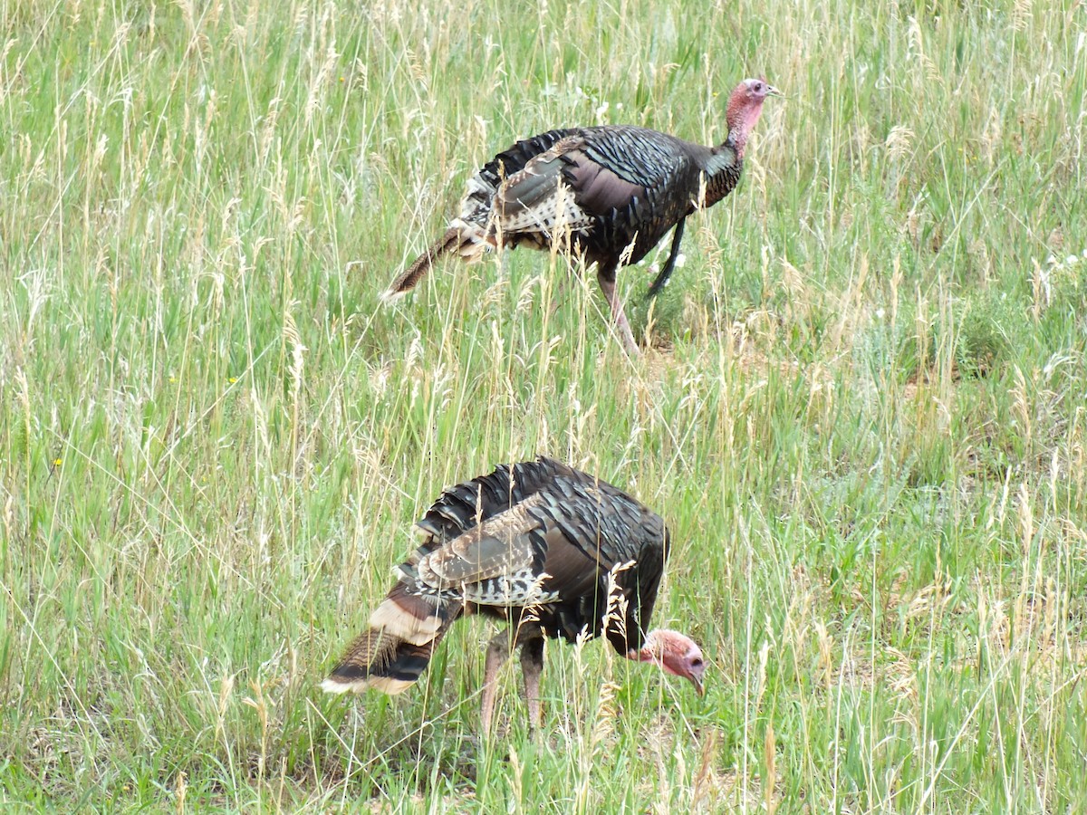 Wild Turkey - ML598878811