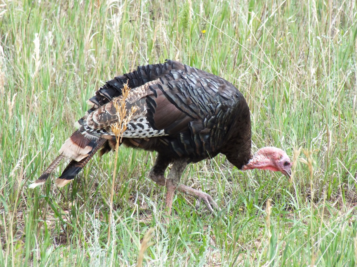 Wild Turkey - ML598878821