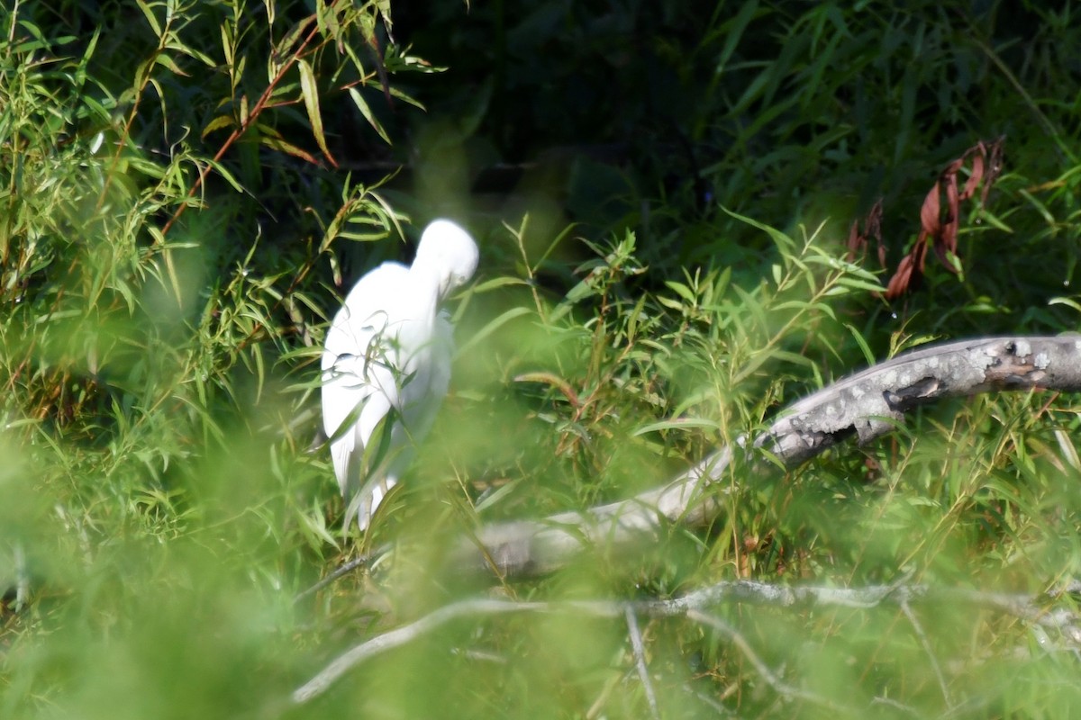 Little Blue Heron - ML598879071