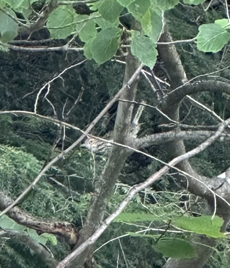 ovnparula - ML598879561