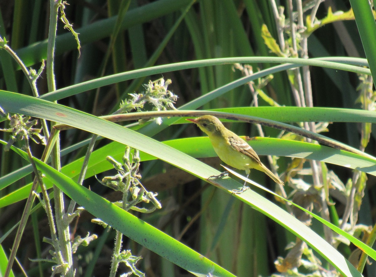 Subtropical Doradito - ML598879791