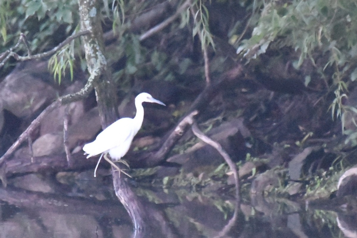 Little Blue Heron - ML598879951