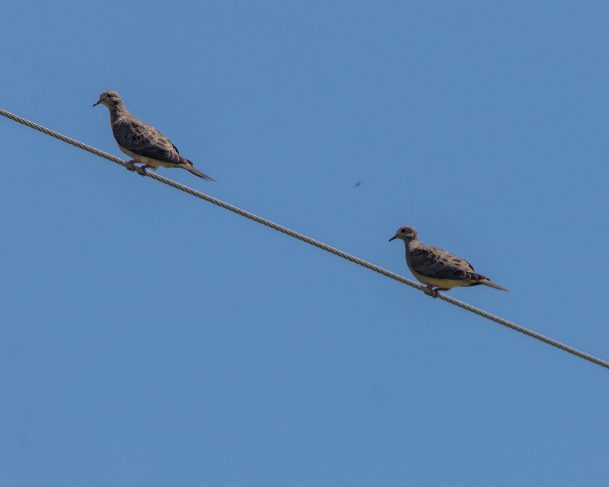 Mourning Dove - ML598880261