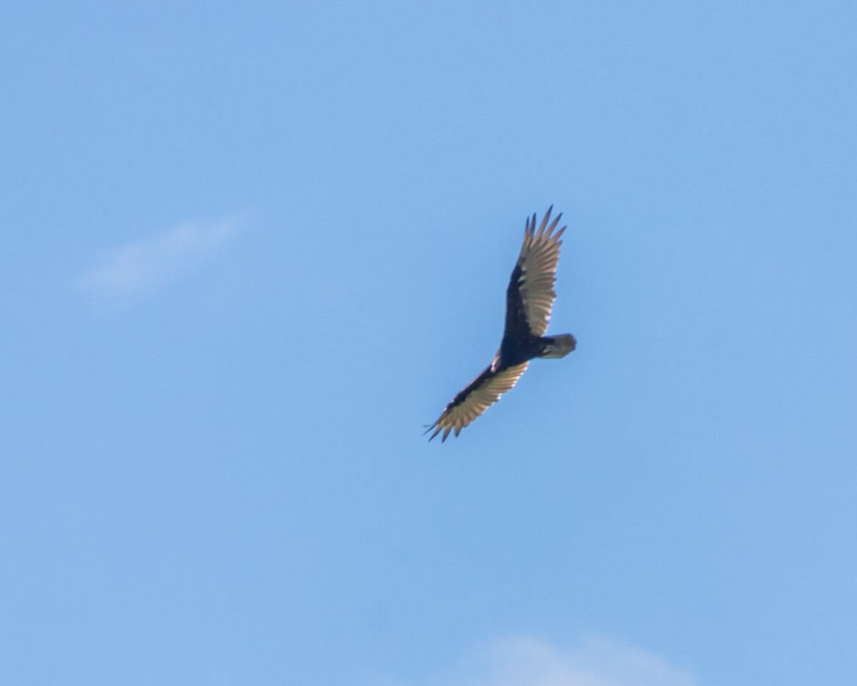Turkey Vulture - ML598880291