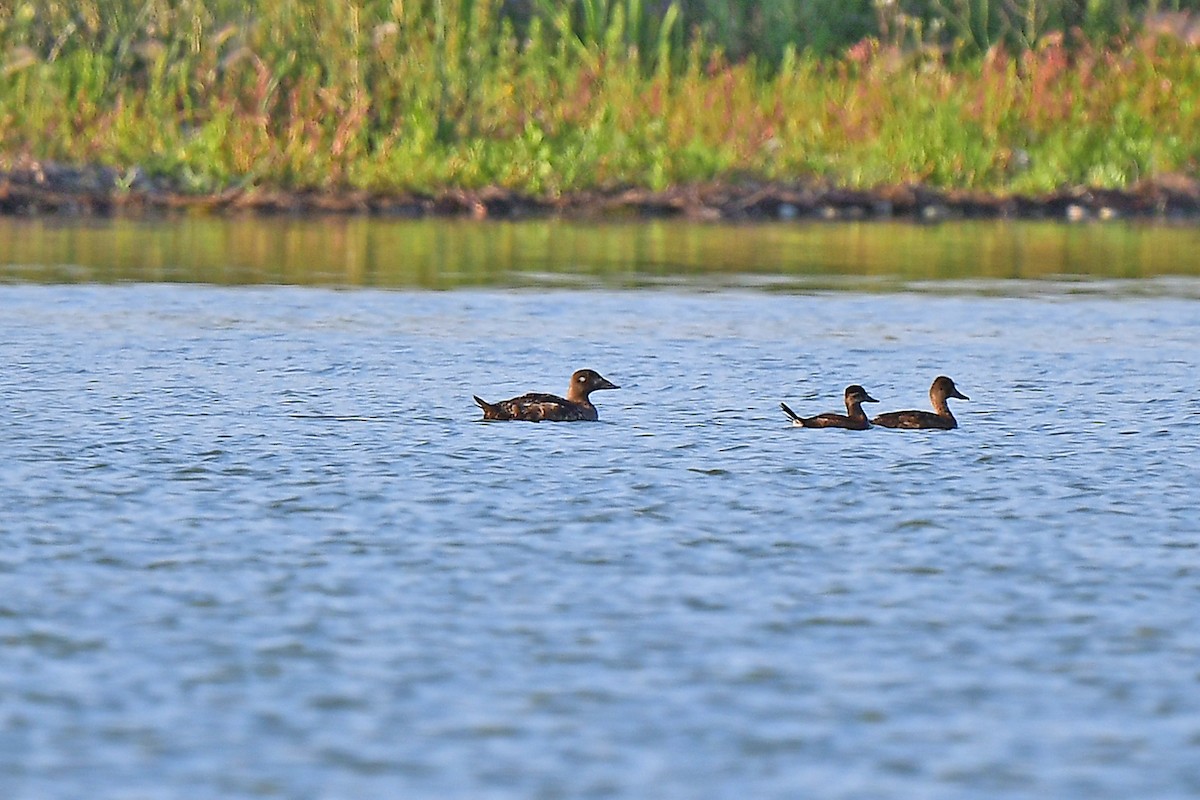 White-winged Scoter - ML598880461