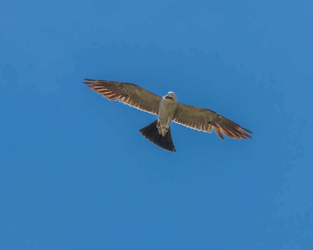 Mississippi Kite - ML598880681
