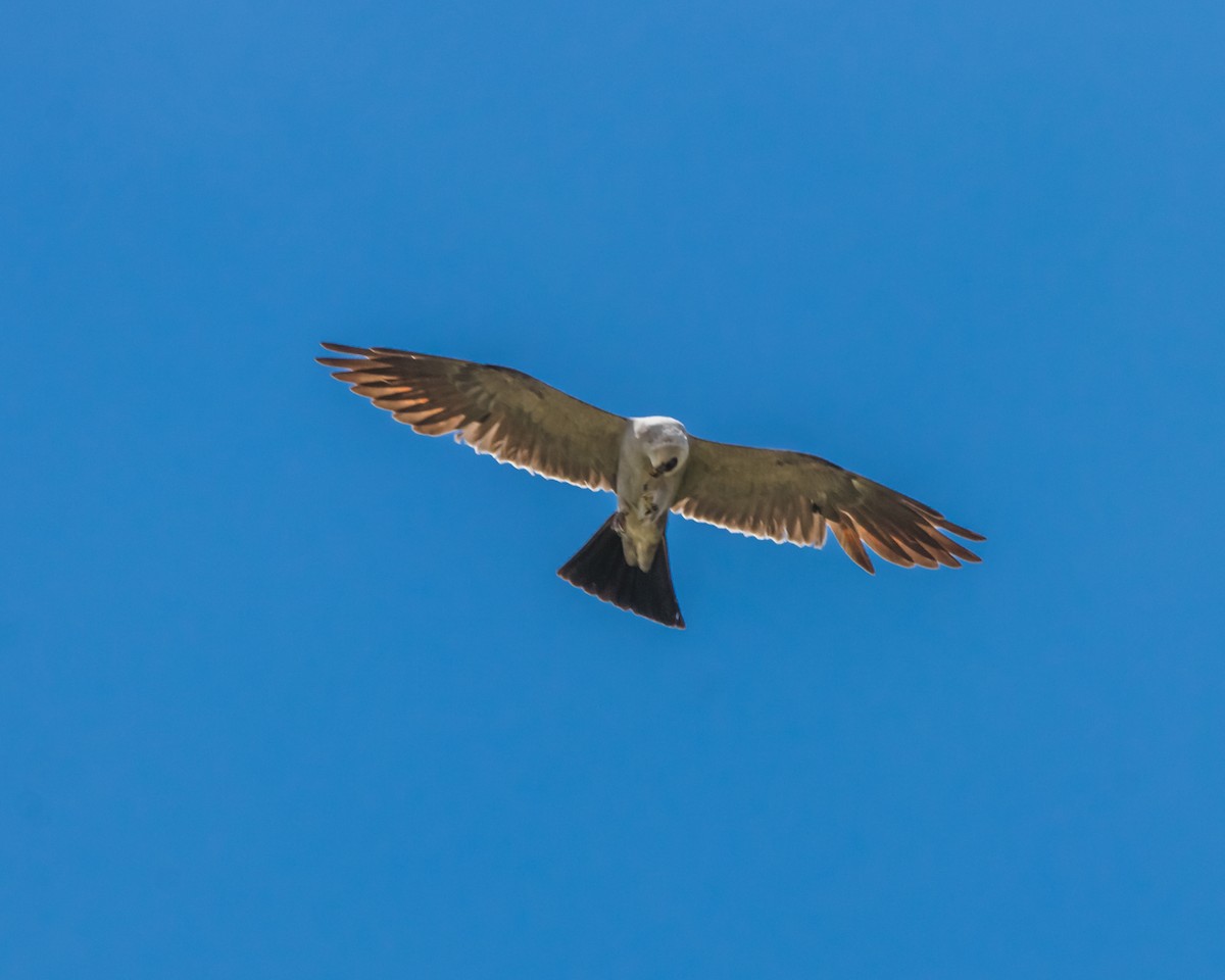 Mississippi Kite - ML598880691