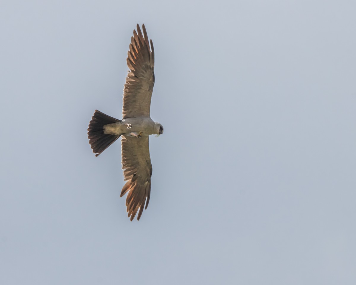 Mississippi Kite - ML598880831