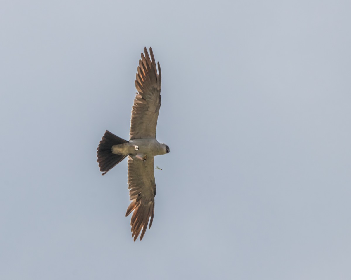 Mississippi Kite - ML598880841