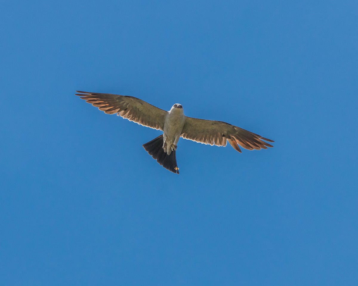 Mississippi Kite - ML598880871