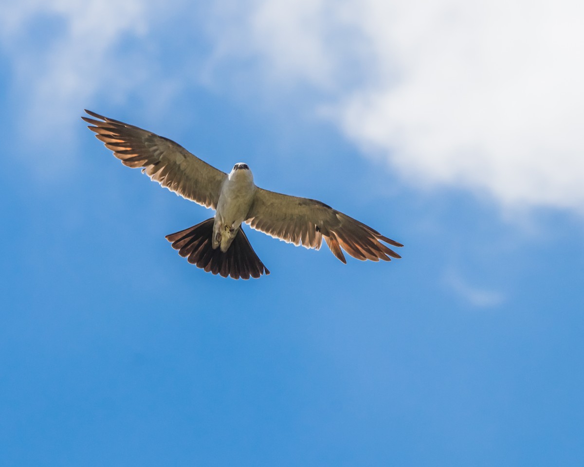 Mississippi Kite - ML598880881