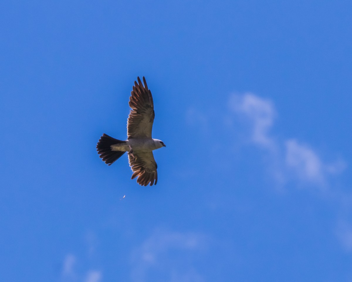 Mississippi Kite - ML598880971