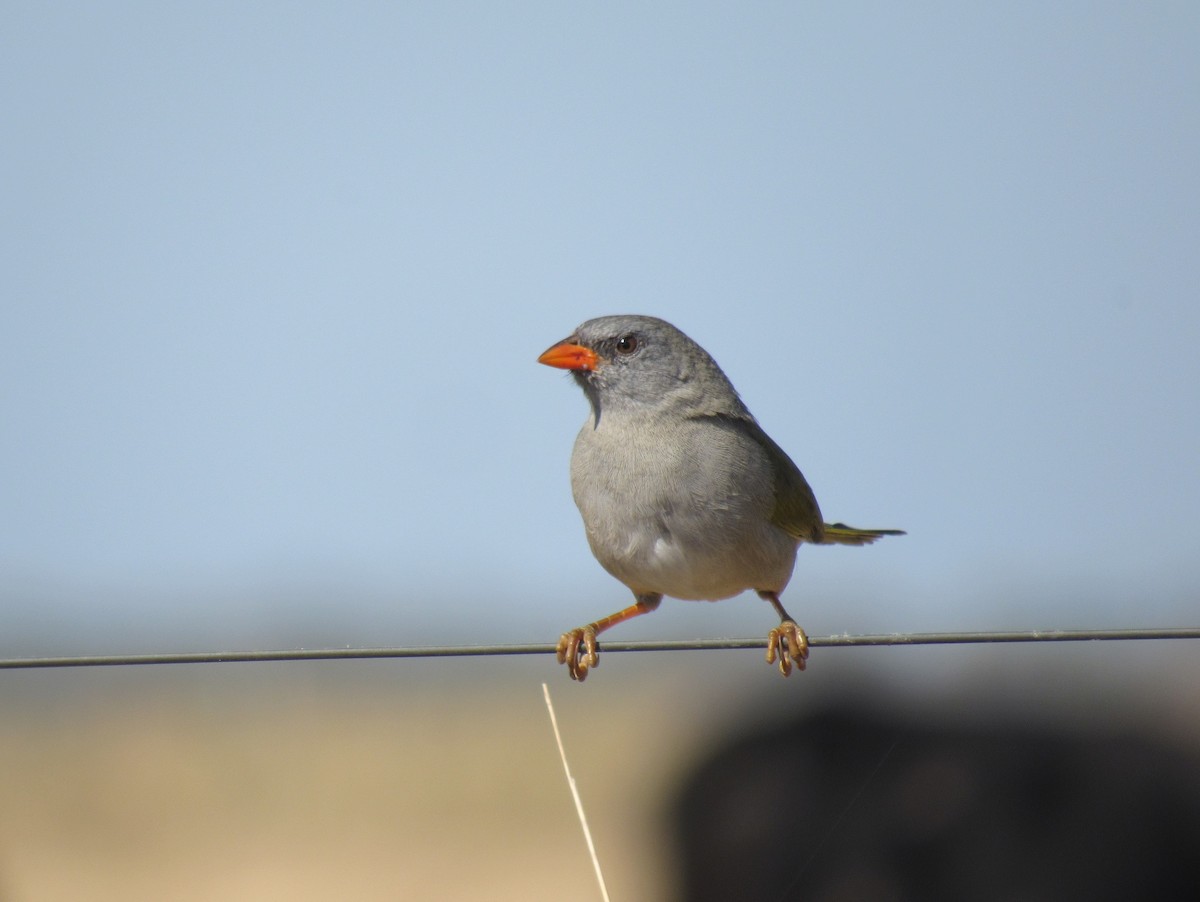 Great Pampa-Finch - ML598881531