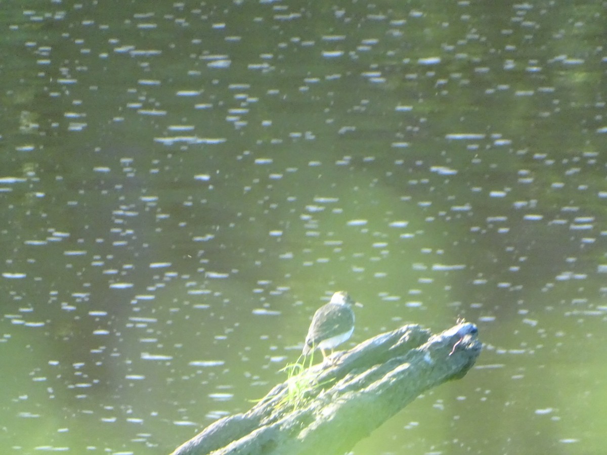 Spotted Sandpiper - ML598881761