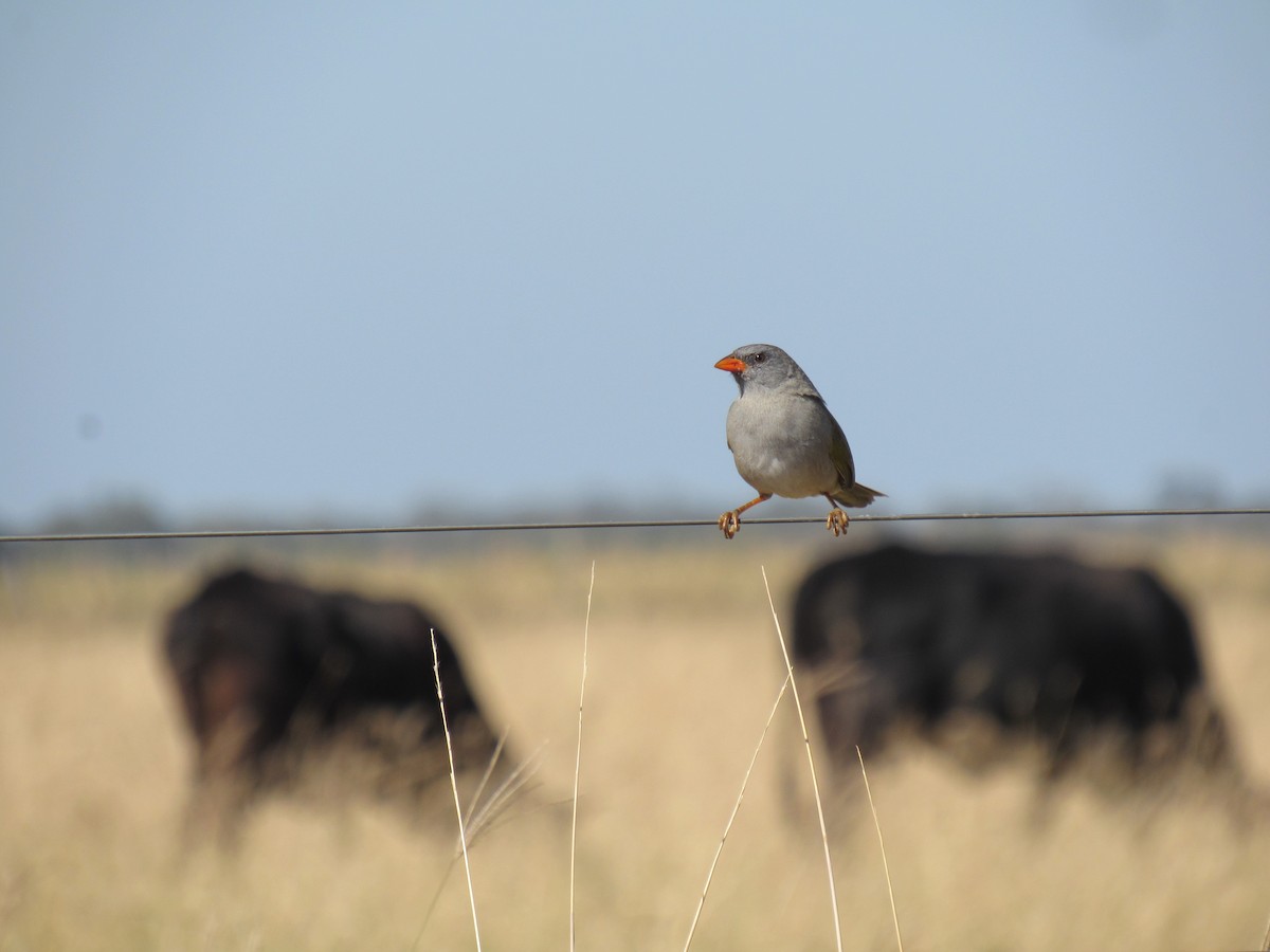 Great Pampa-Finch - ML598881871