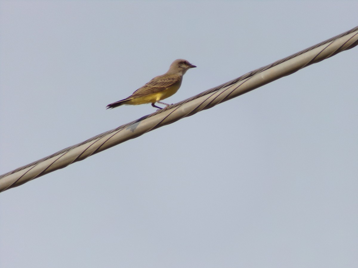 Western Kingbird - Josh Emms