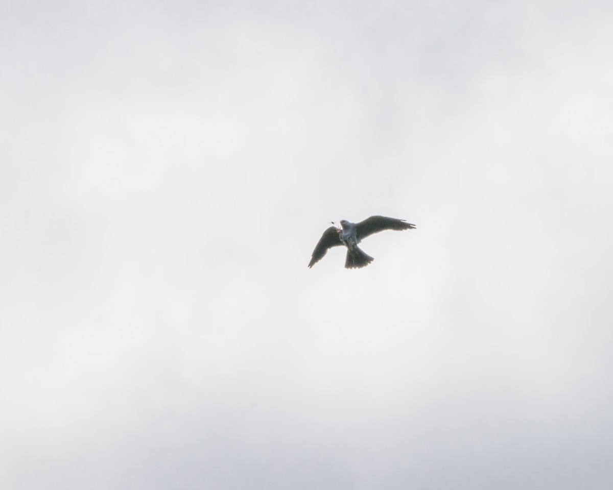 Mississippi Kite - ML598883571