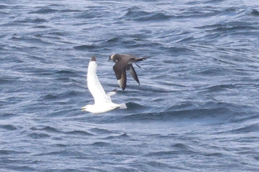 Parasitic Jaeger - ML598884611