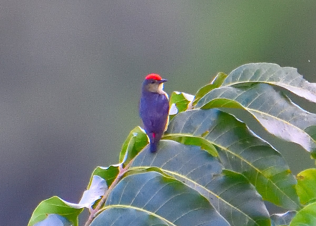 Red-capped Flowerpecker - Lynn & Dale Mason